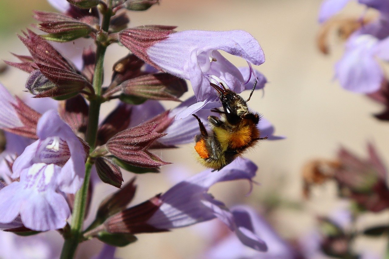 bumblebee, bee, flowers-7973097.jpg
