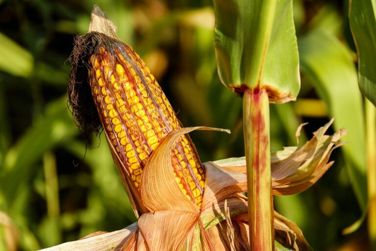 corn, food, field-1690387.jpg