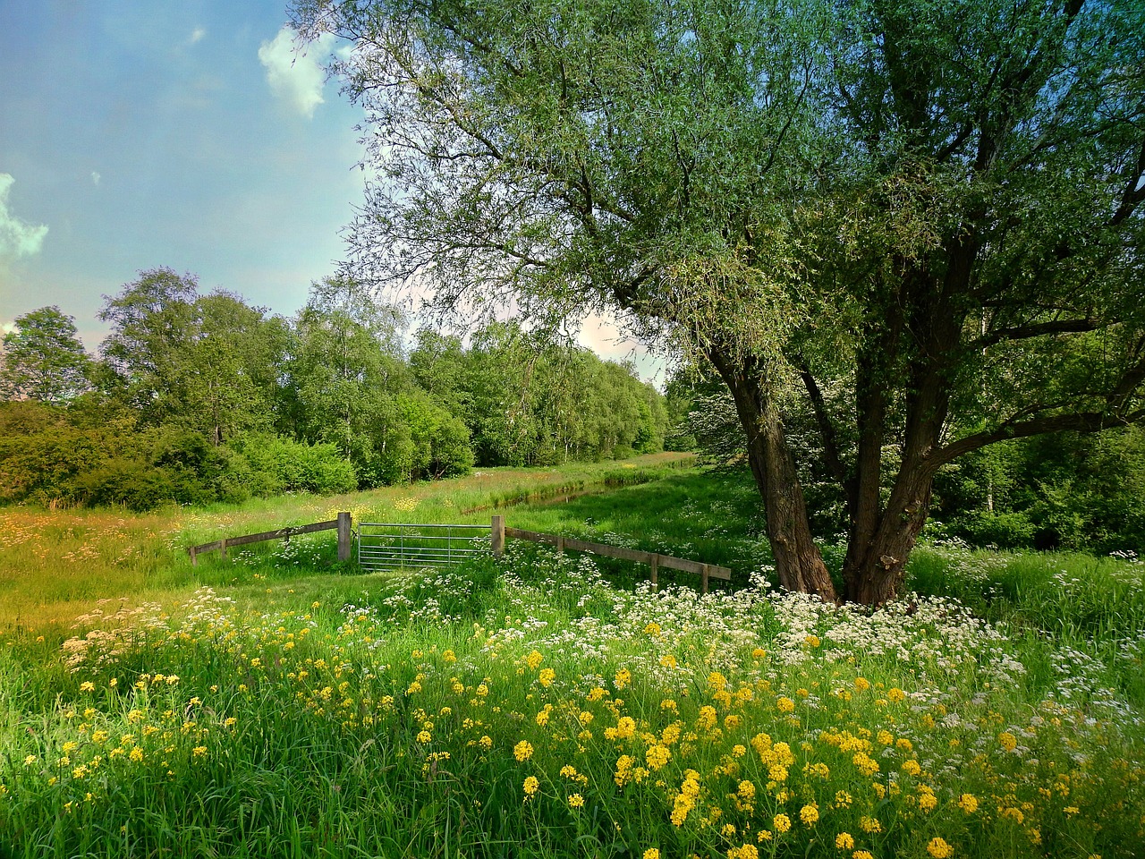 dutch landscape, scenic, meadow-5148723.jpg