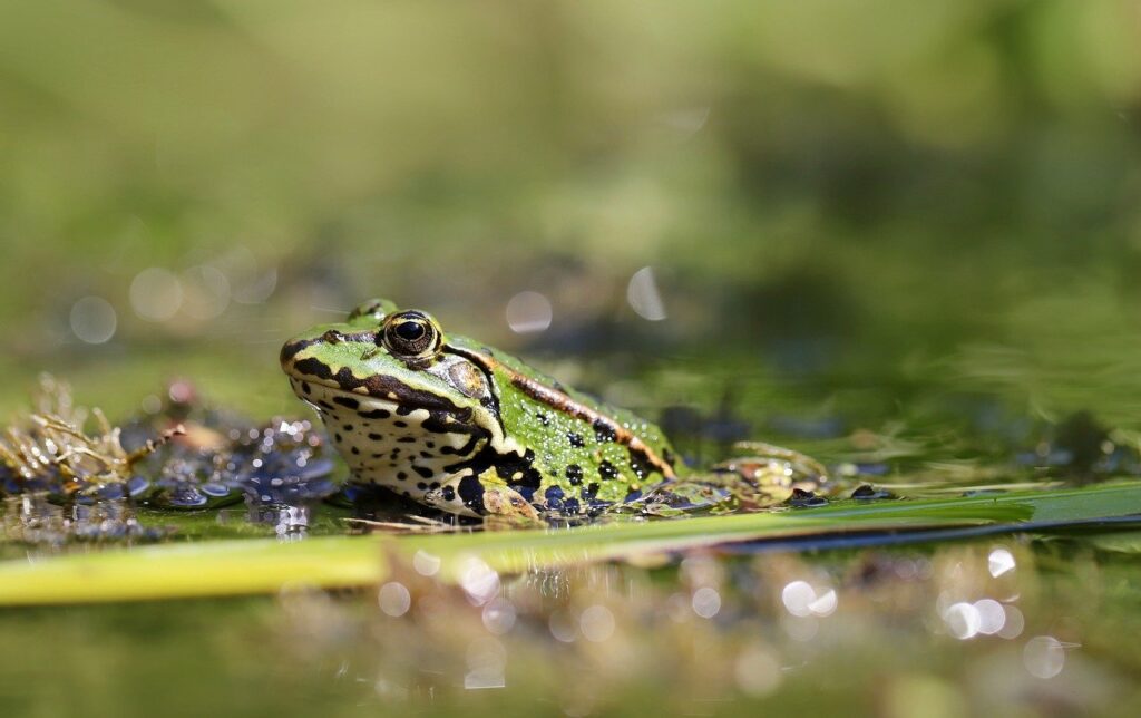 pond frog, frog, water frog-8081696.jpg